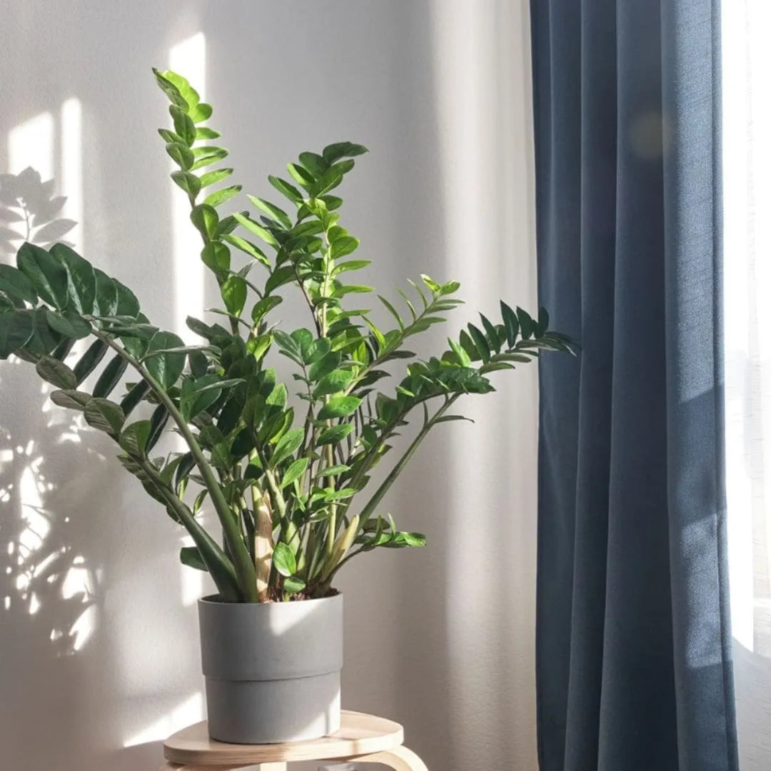 Kit Mudas para Área Interna - Jibóia, Costela e Zamioculca