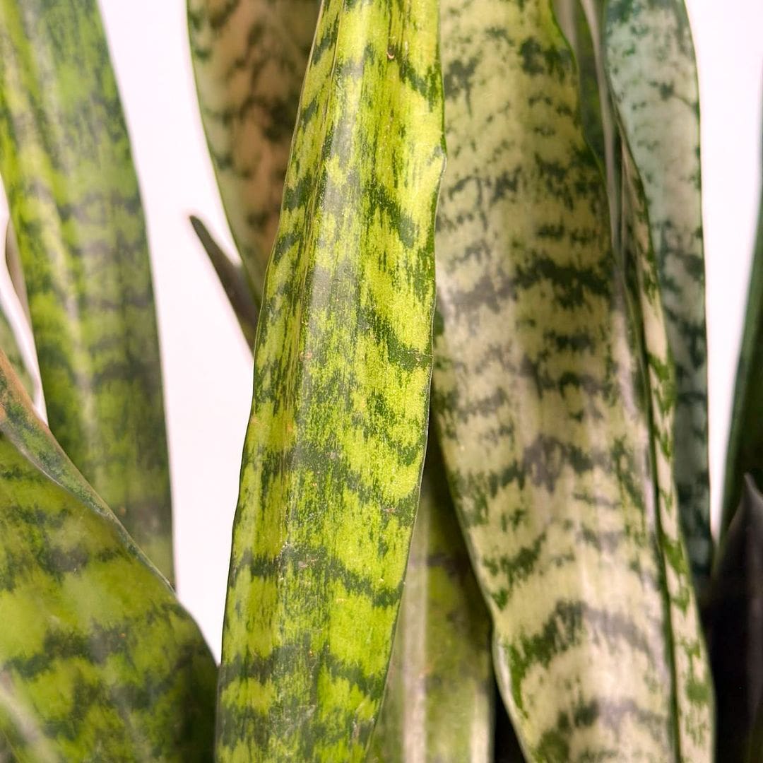 Muda Espada de São Jorge (Sansevieria trifasciata) - Pote 24