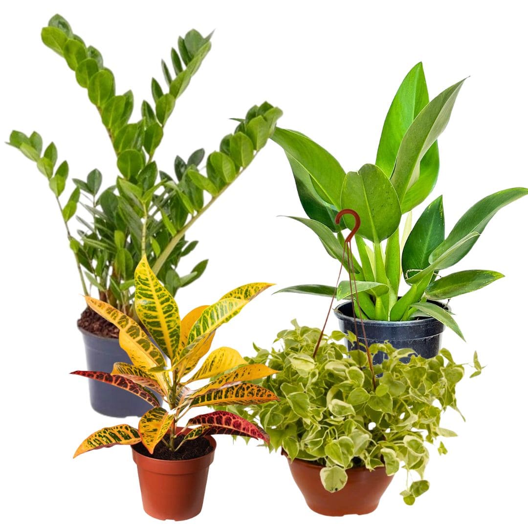 Kit de Planta Natural com 4 Mudas para Decoração Interna