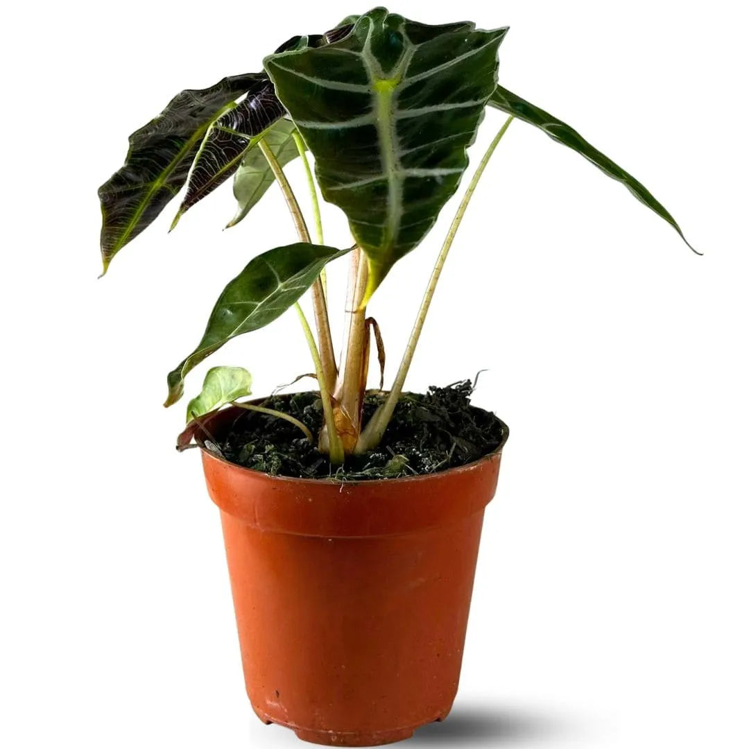 Muda Alocasia Polly (Alocasia amazonica ‘Polly’)