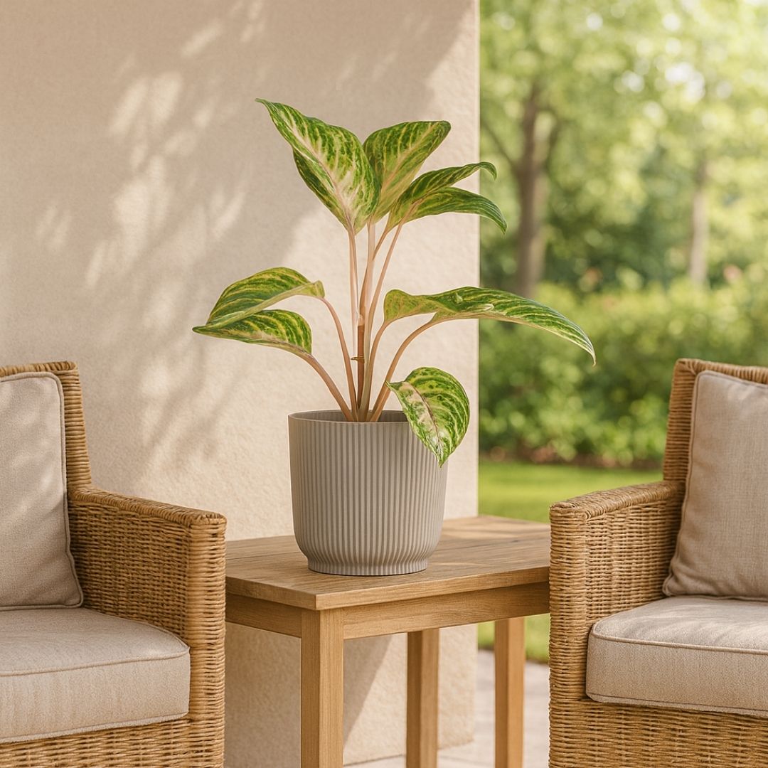 Kit 2 Vasos Cachepot Okla em Polipropileno