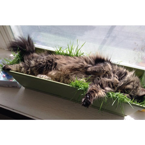Sementes de Grama dos Gatos 1000 sementes