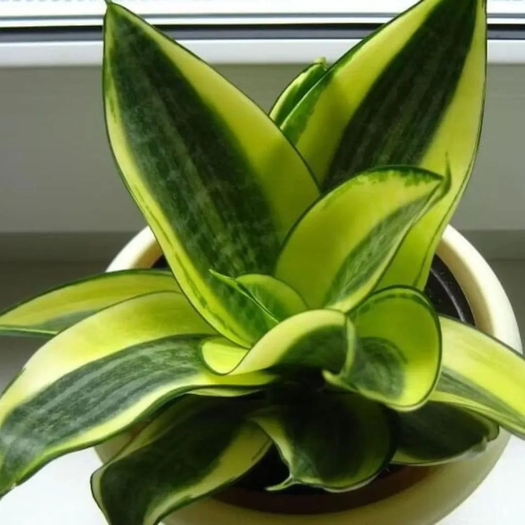 Muda Mini Espada-de-São-Jorge (Sansevieria trifasciata)