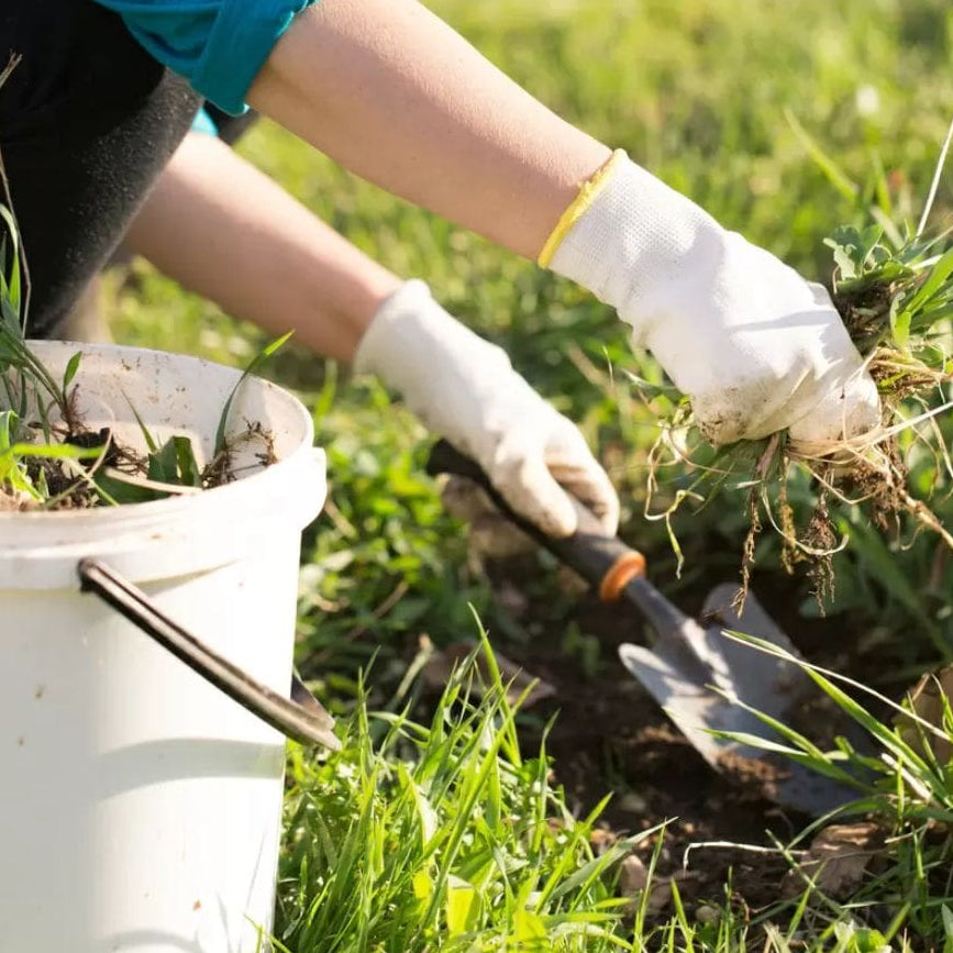 Glifomato Elimina Mato Insetimax 100ml