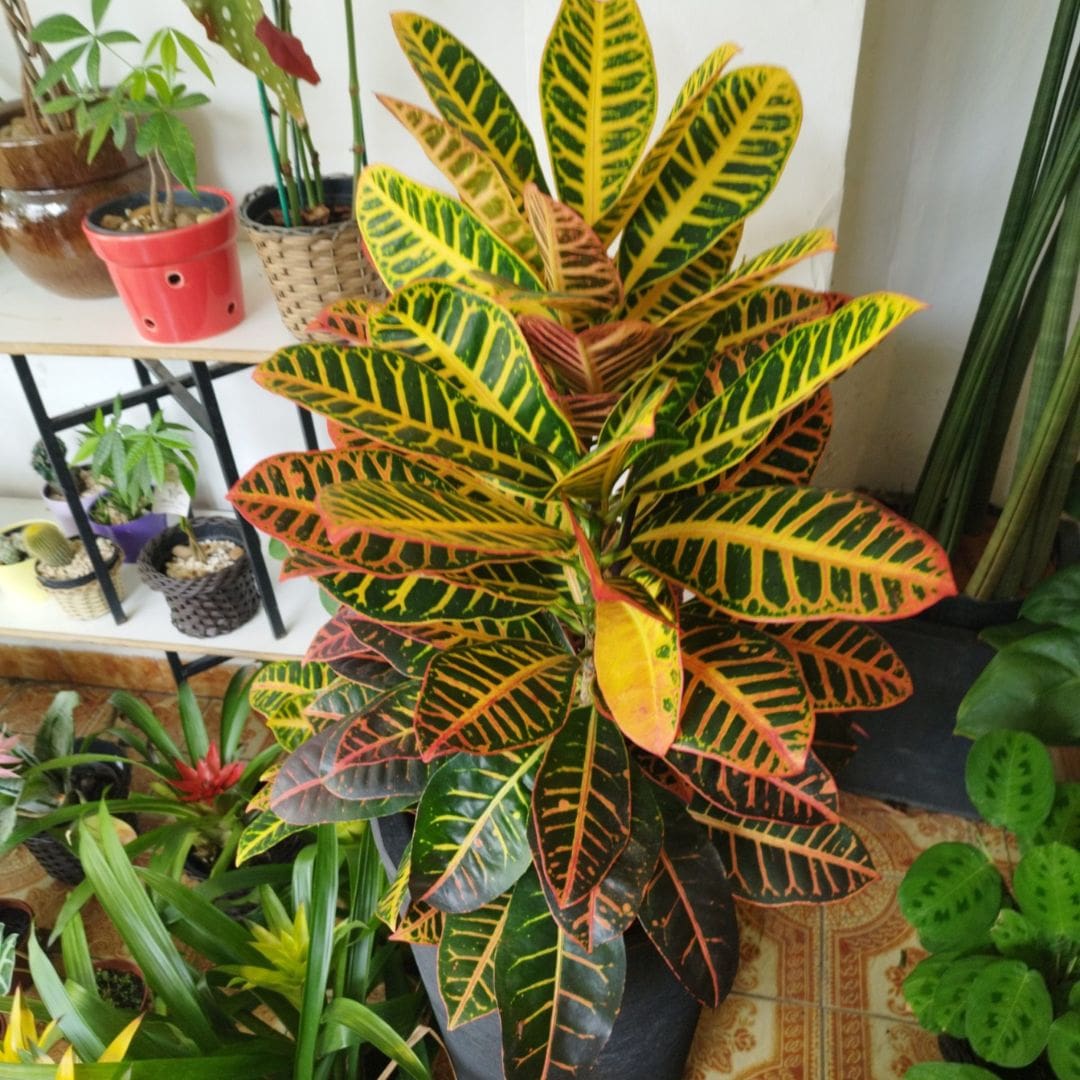 Muda de Cróton Petra (Codiaeum variegatum)