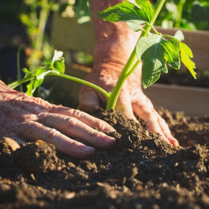 Kit de Adubos Torta de Mamona + Farinha de Ossos