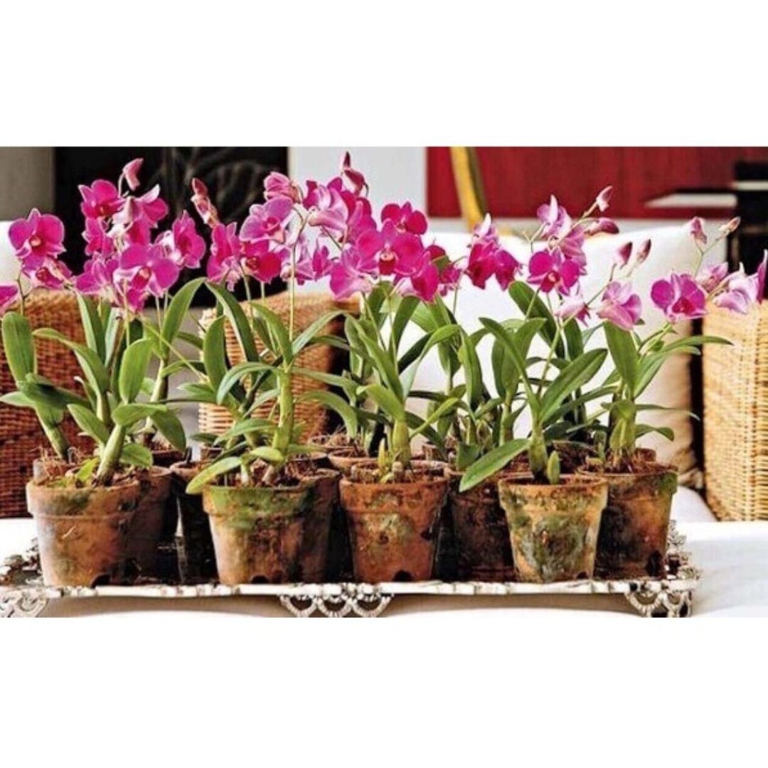 Substrato para Orquídeas Pinus, Carvão e Chips Coco 1kg