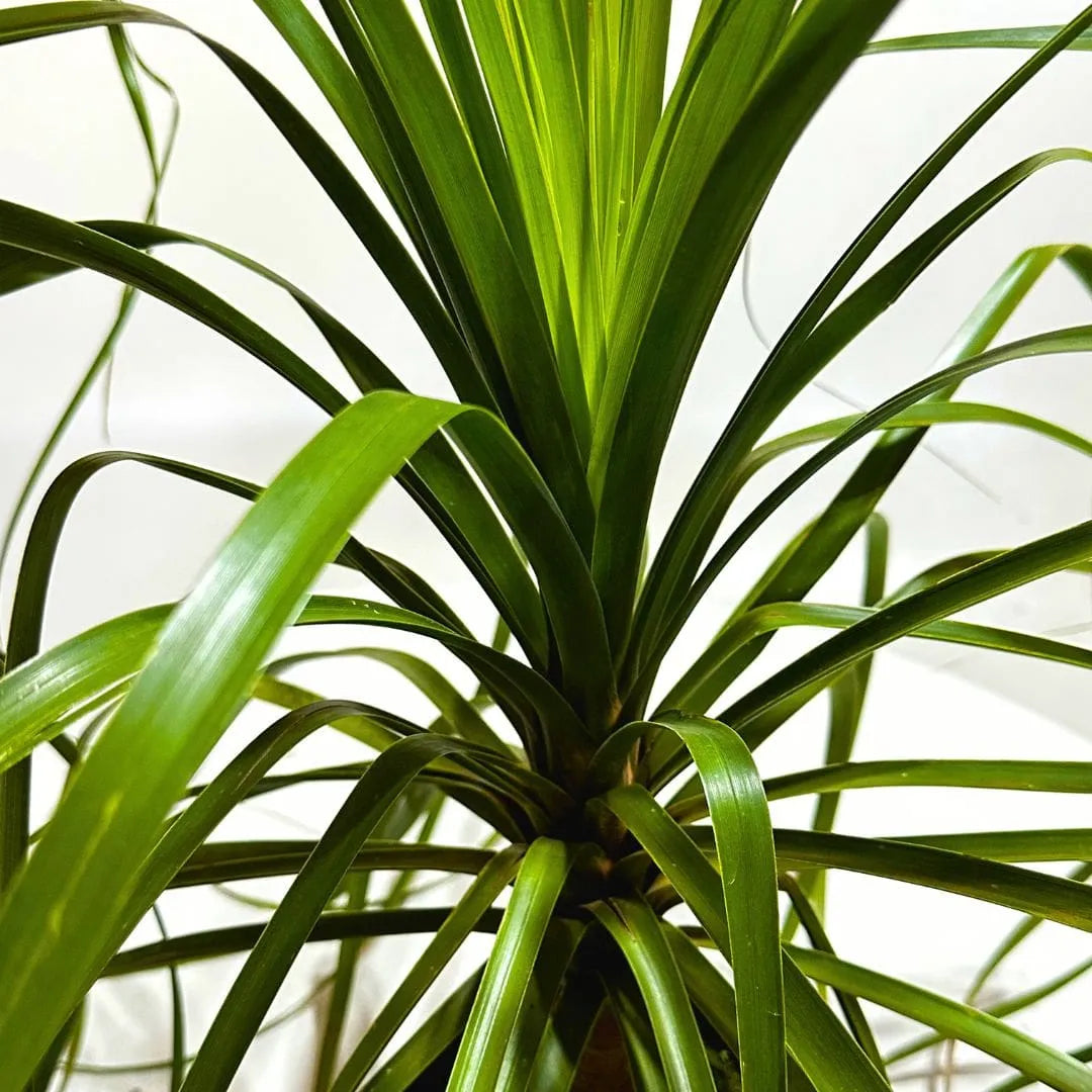 Muda Pata-de-Elefante (Beaucarnea recurvata)