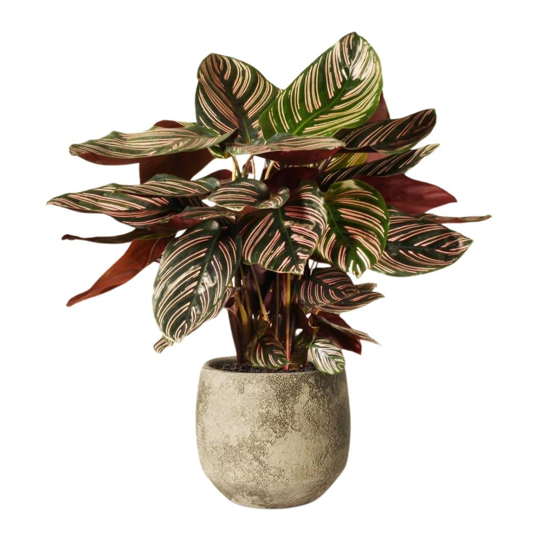 Muda Maranta Riscada (Calathea Ornata)