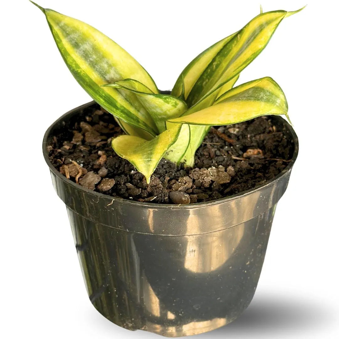 Muda Mini Espada-de-São-Jorge (Sansevieria trifasciata)