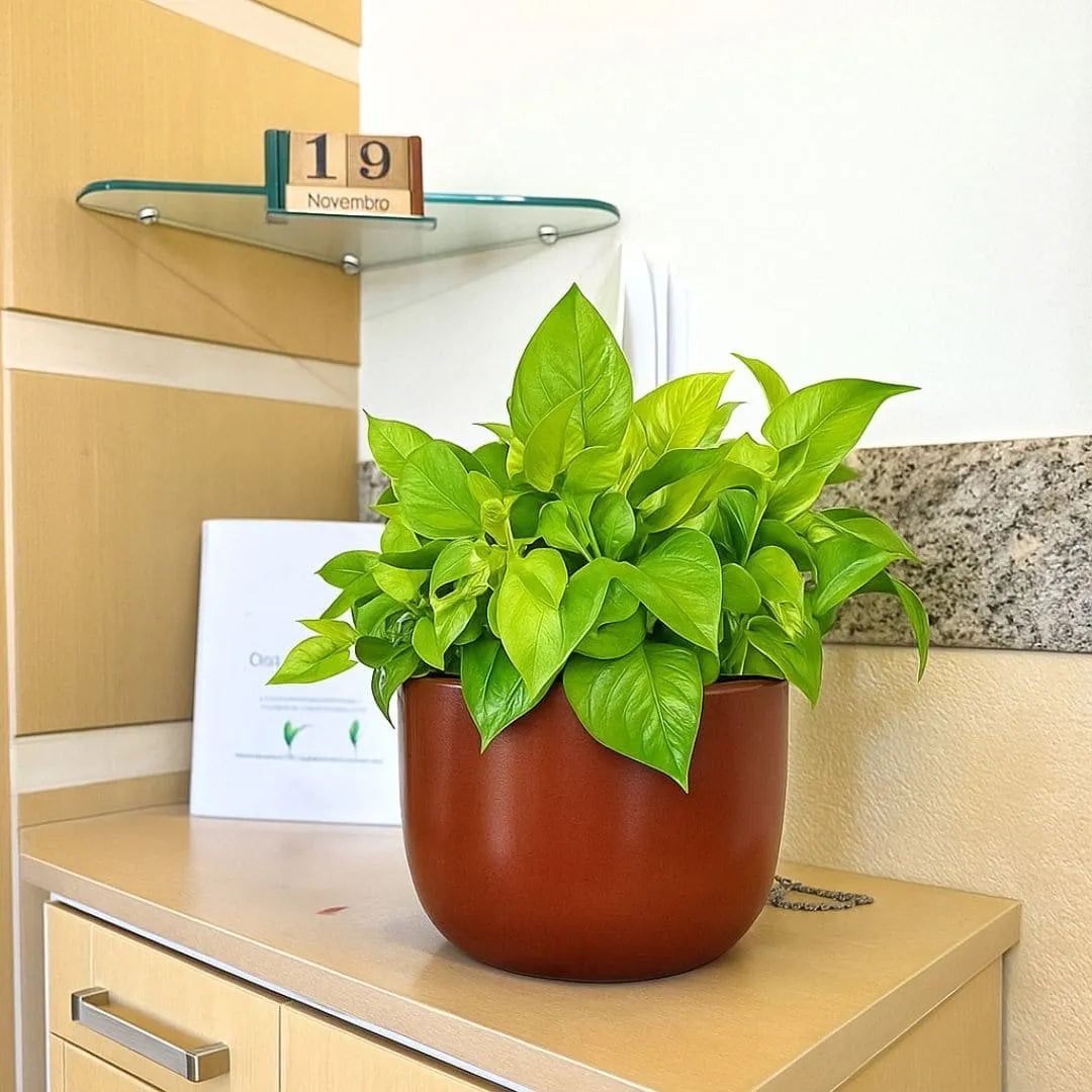 Vaso Doha Médio em Polietileno