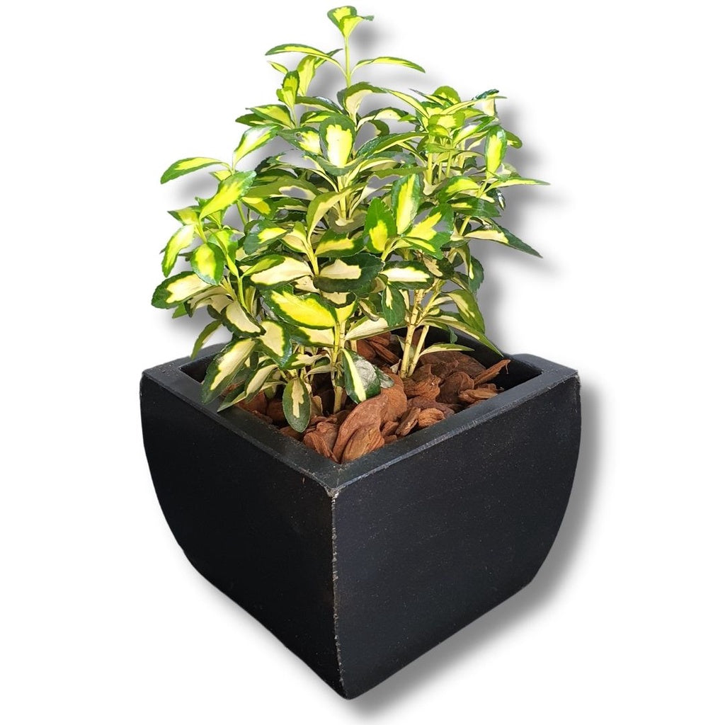 Vaso Cachepot Quadrado em Polietileno 14x17cm