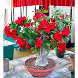 Substrato Terra Vegetal para Rosa do Deserto 20kg