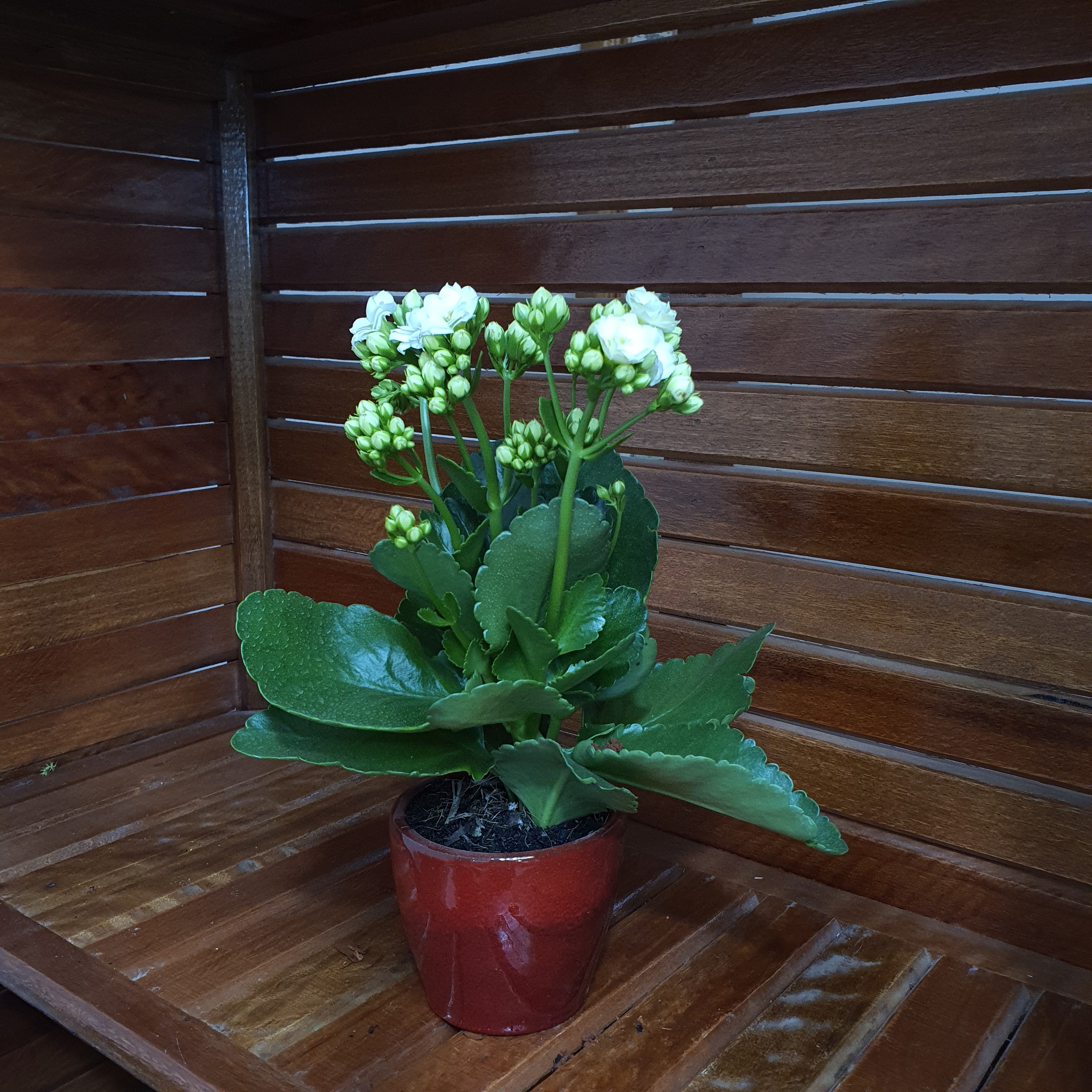 Vaso Cachepot de Cerâmica Esmaltado Brilhante