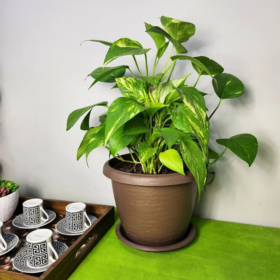 Prato Plástico para Vasos Redondos