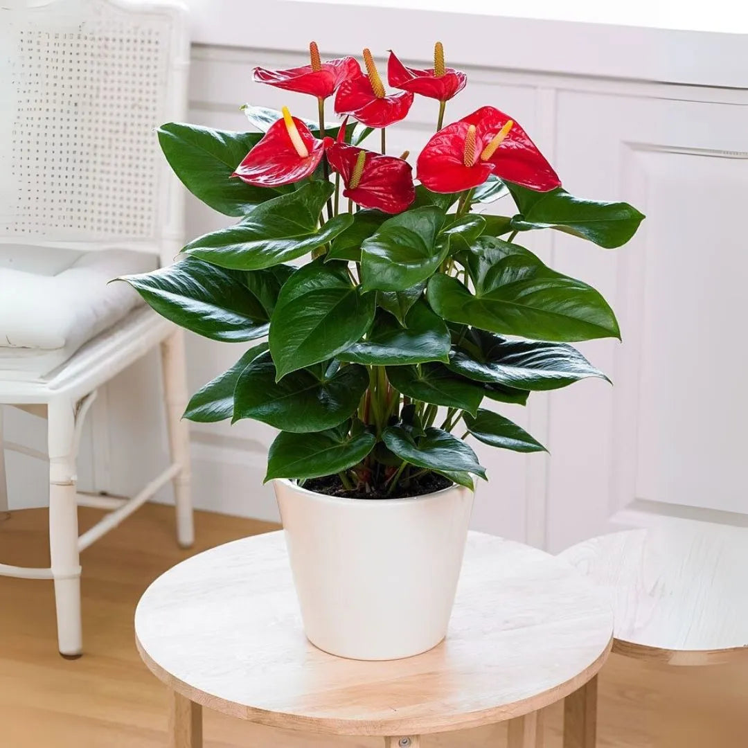 Muda de Antúrio (Anthurium andraeanum)