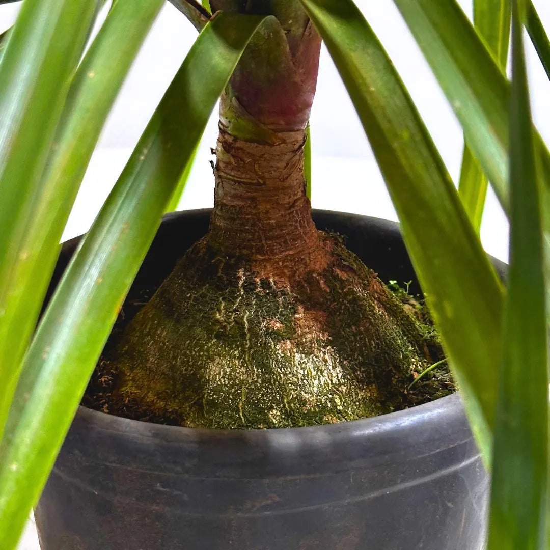 Muda Pata-de-Elefante (Beaucarnea recurvata)