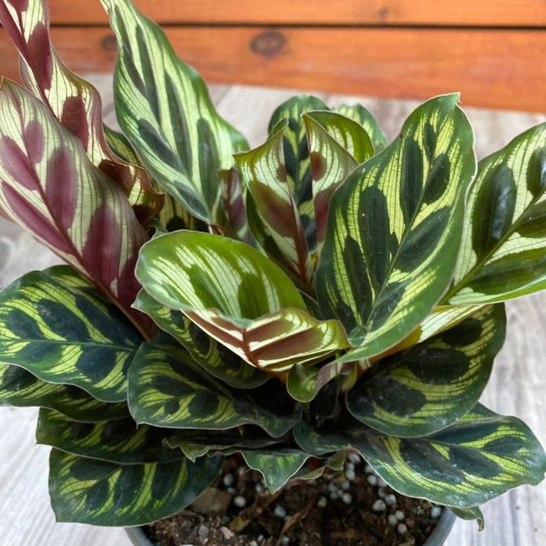 Muda de Maranta Makoyana