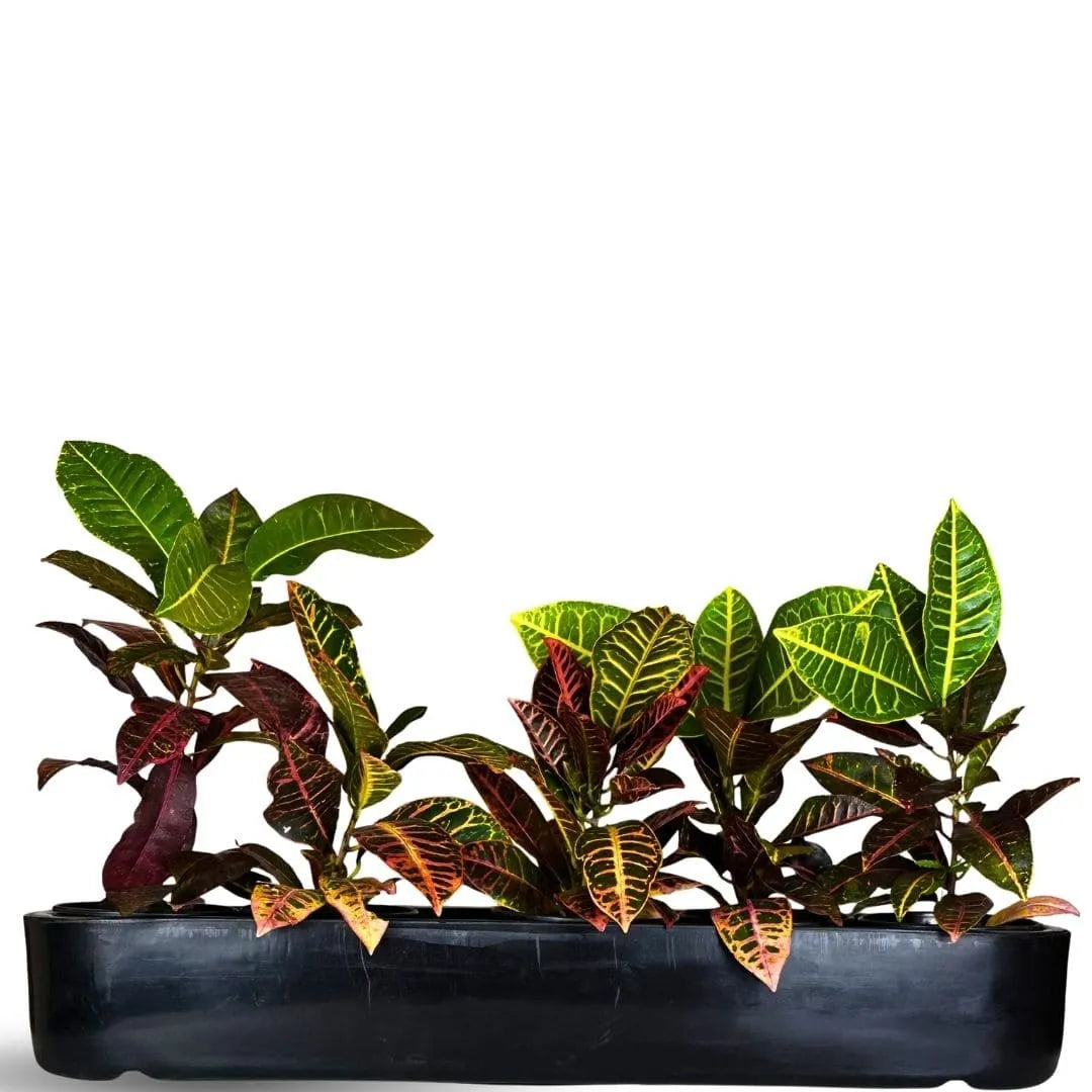 Jardineira Doha em Polietileno 80x17cm