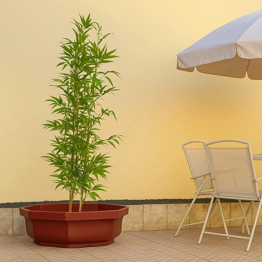 Vaso Bacia Oitavado Siena em Polietileno