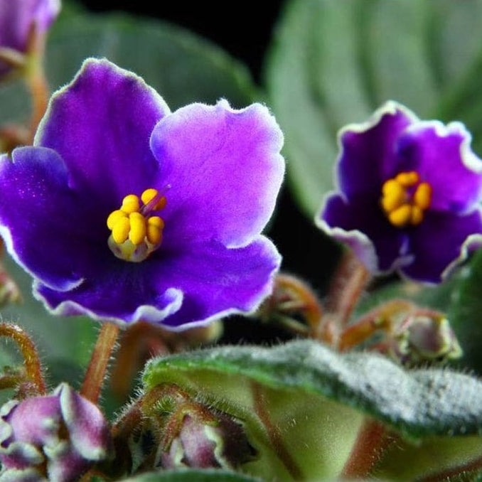 Maxgreen Adubo Mineral Misto NPK 10-10-10 1kg