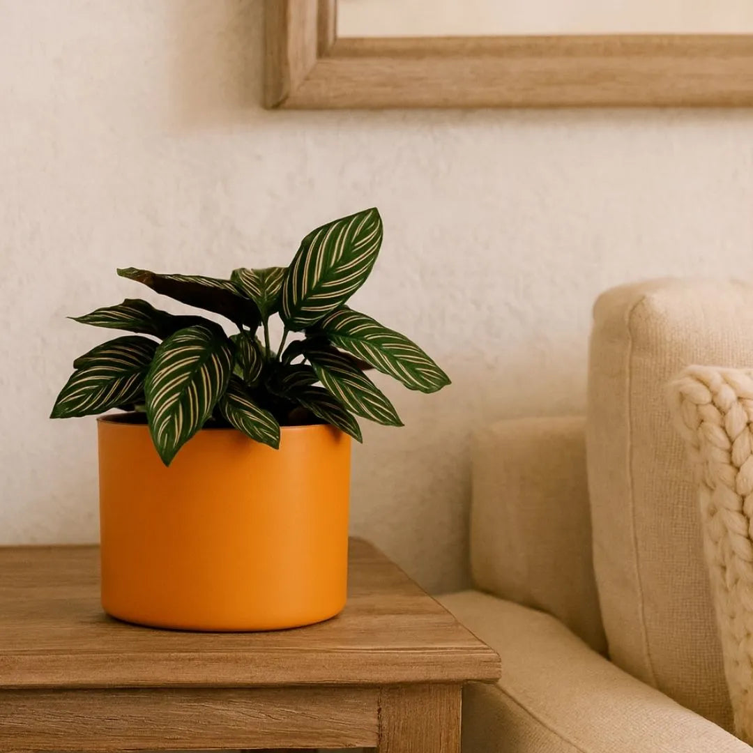 Vaso Decorativo Redondo Mini Doha 14x19cm