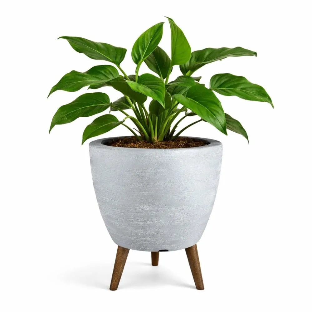 Vaso Linha Berlim com Tripé