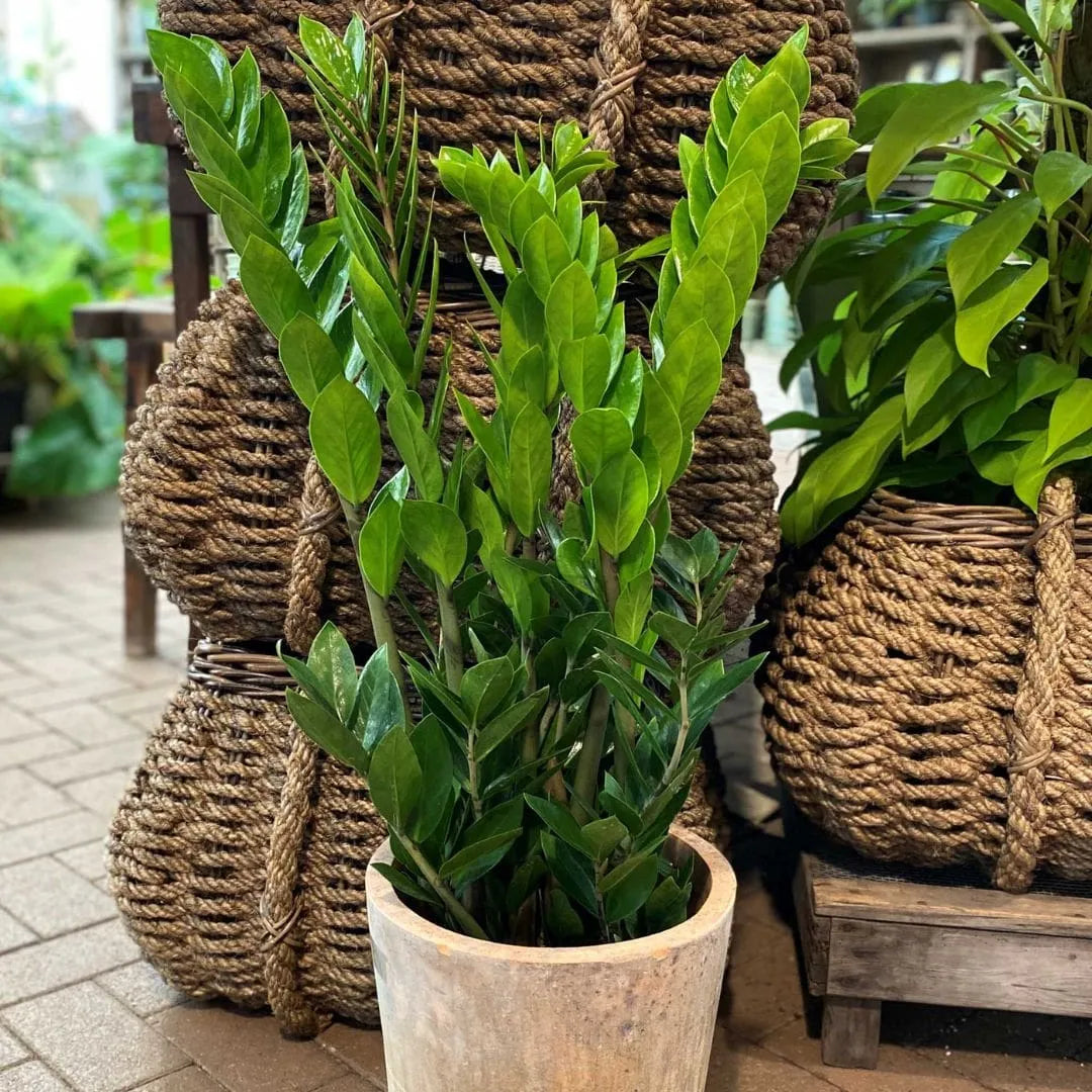 Kit Mudas para Área Interna - Jibóia, Costela e Zamioculca