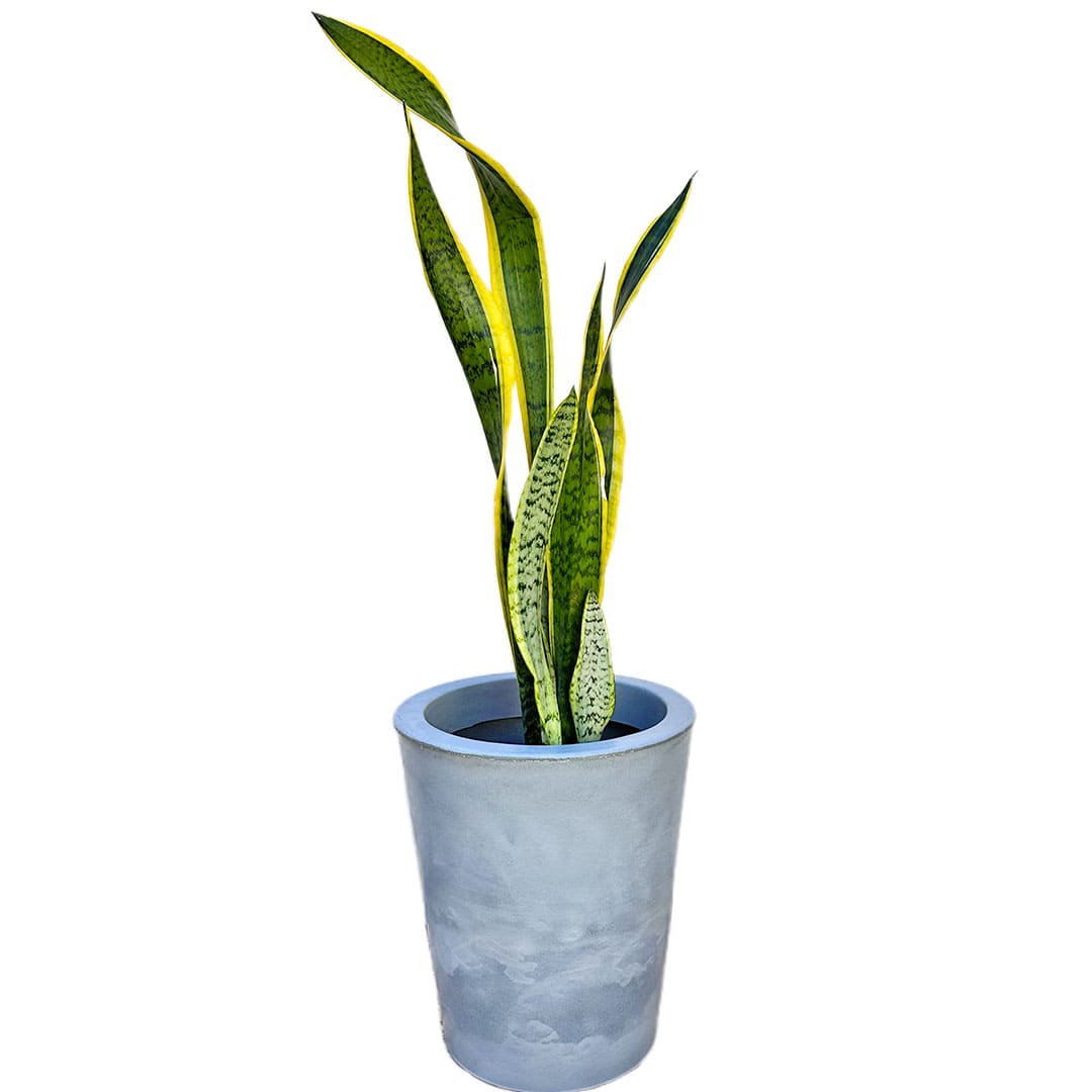 Kit 3 Vasos Damasco Brilhantes