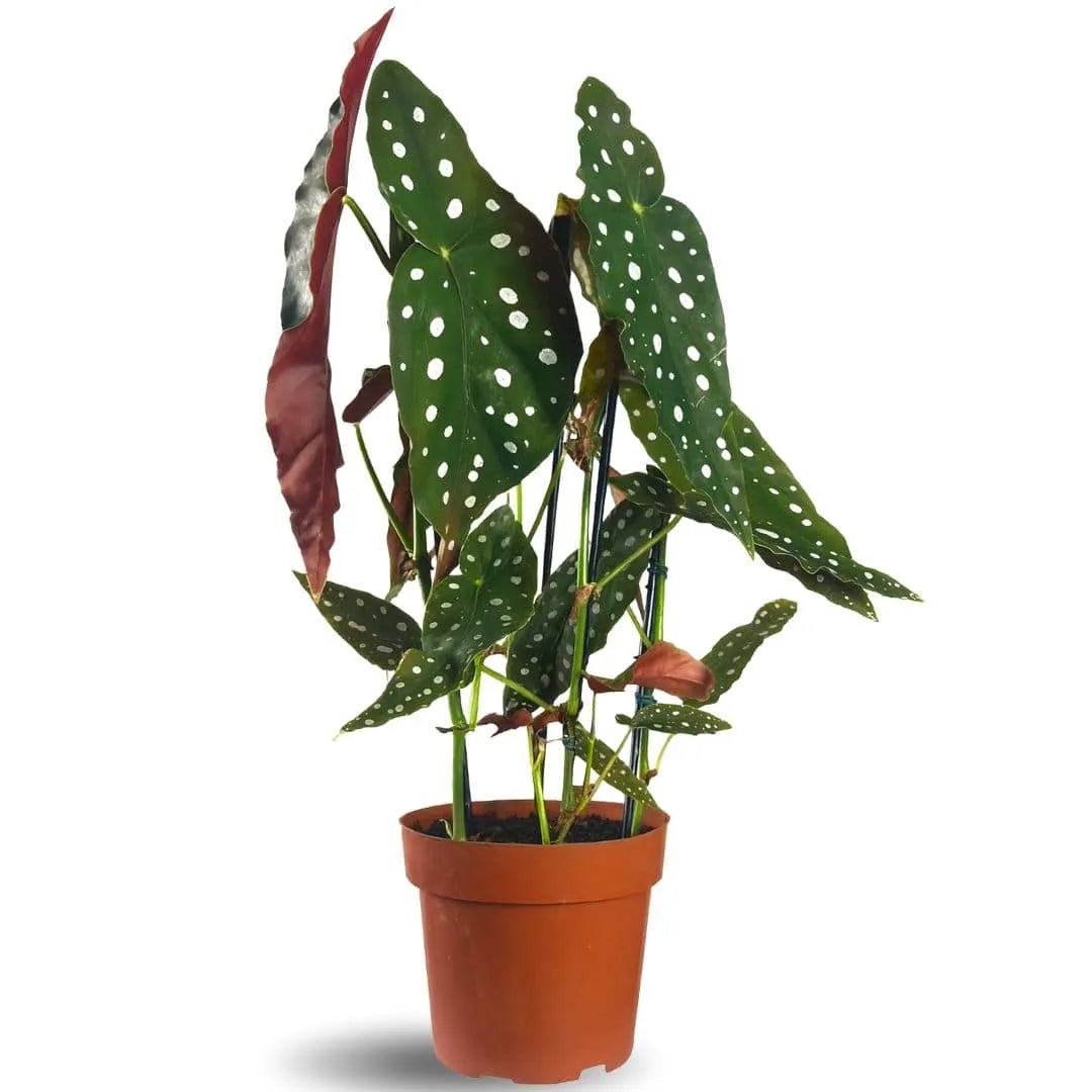 Muda Begônia Maculata