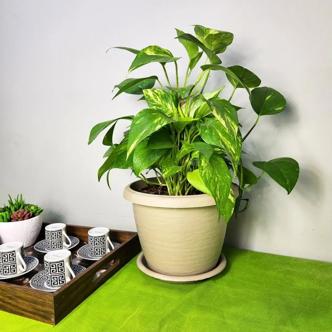 Prato Plástico para Vasos Redondos