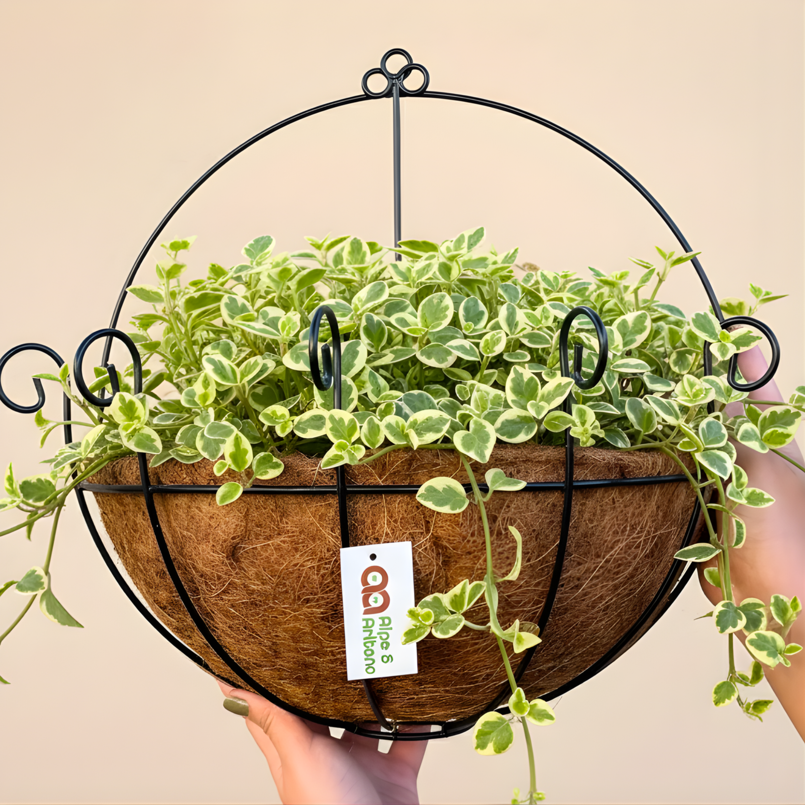 Vaso de Parede em Fibra de Coco - Meio Vaso