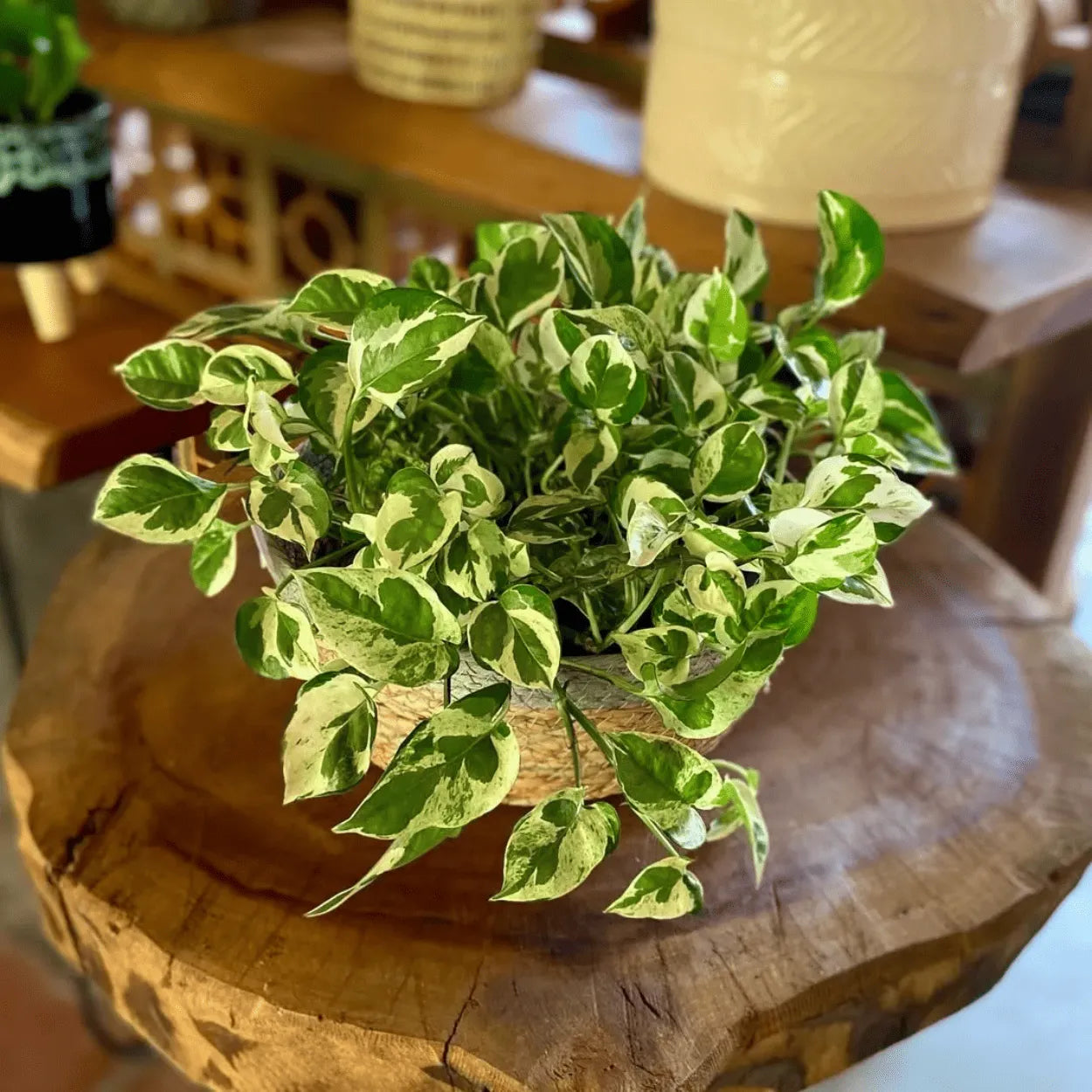 Muda Jiboia Branca N’Joy (Epipremnum aureum ‘N’Joy’)