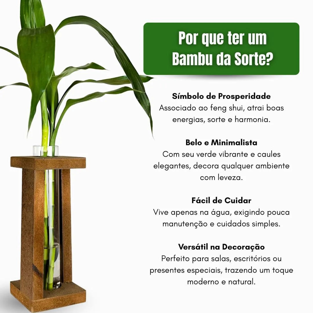 Vaso com Suporte + Muda Bambu da Sorte (Dracaena sanderiana)
