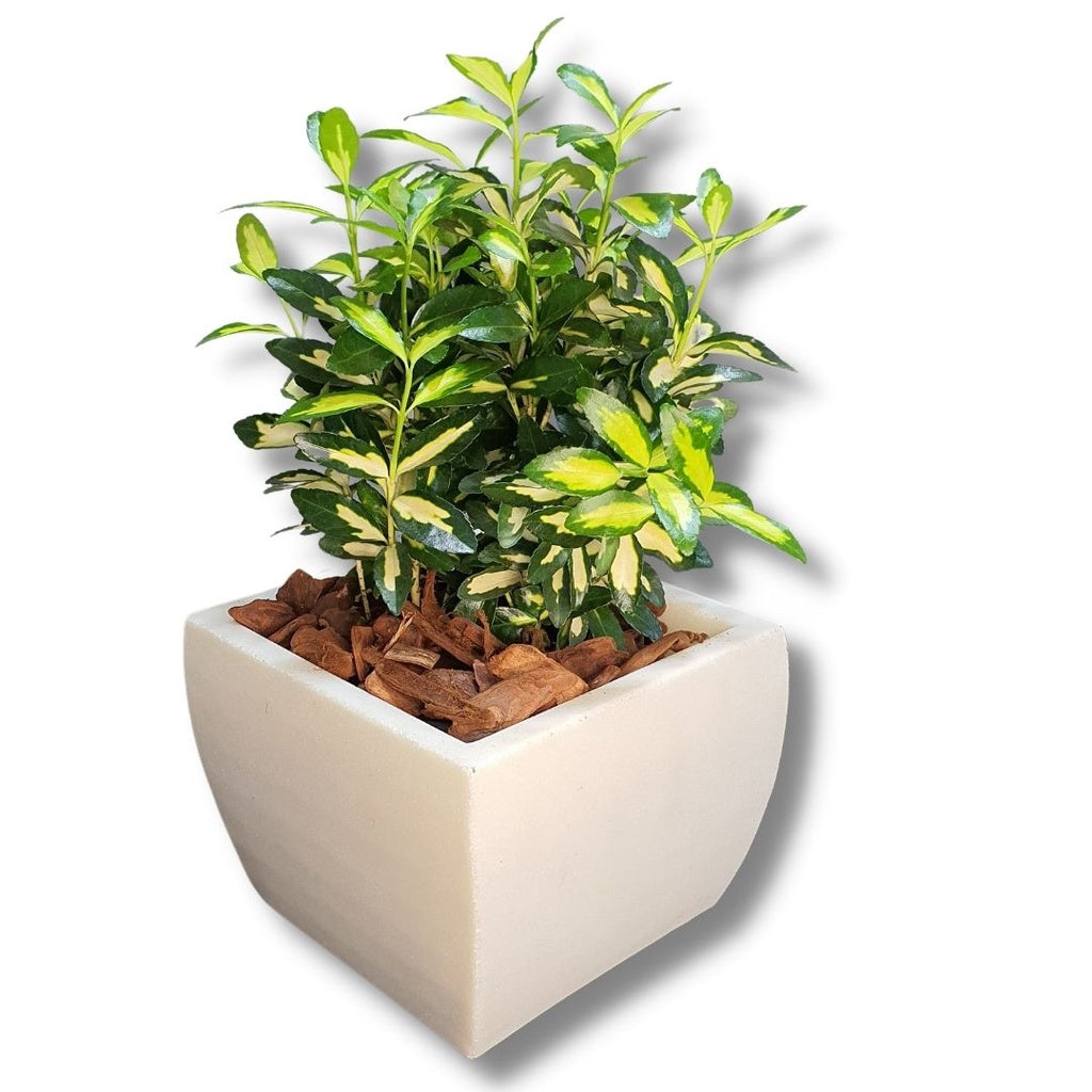 Vaso Cachepot Quadrado em Polietileno 14x17cm