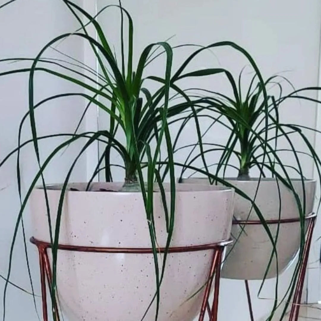 Muda Pata-de-Elefante (Beaucarnea recurvata)