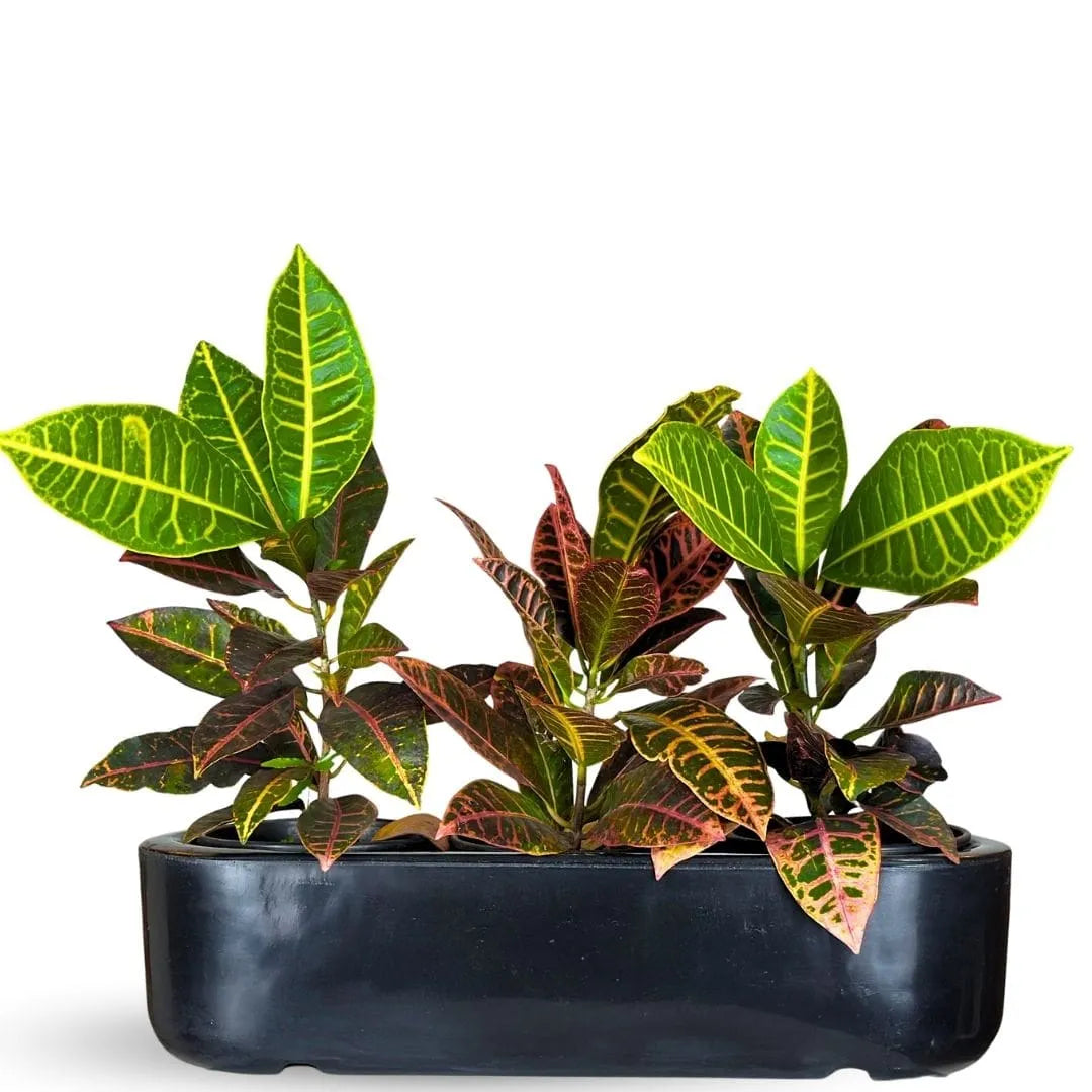 Jardineira Doha em Polietileno 50x17cm