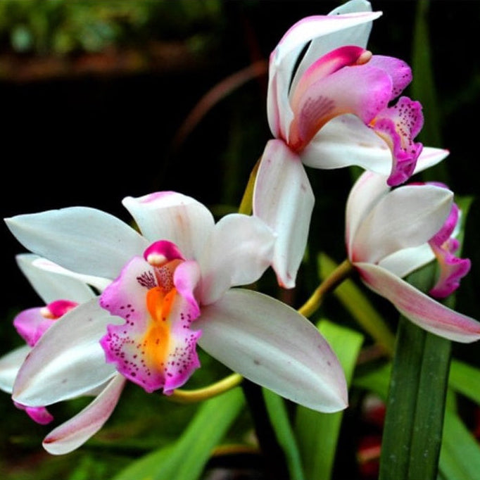 Forth Adubo Orgânico para Orquídeas 500ml