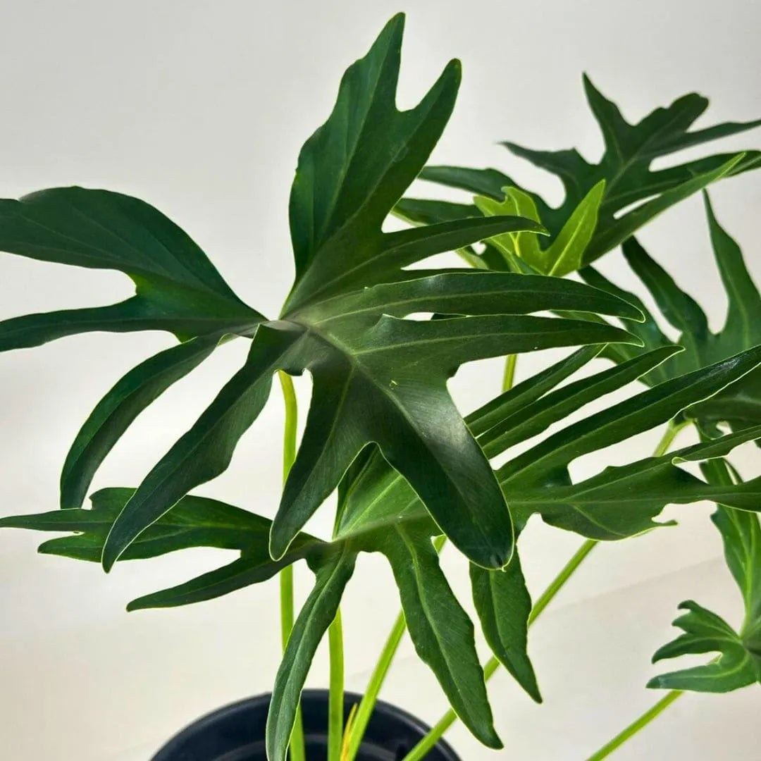 Muda de Guaimbê (Philodendron bipinnatifidum)