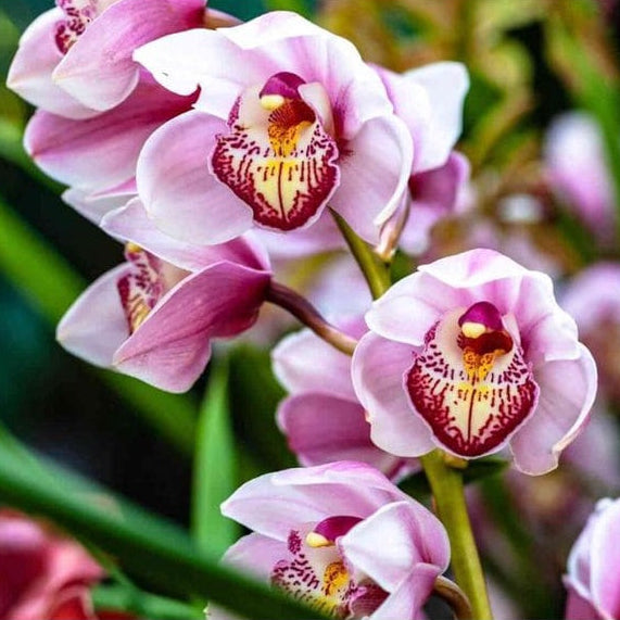 Forth Adubo Orgânico para Orquídeas 500ml