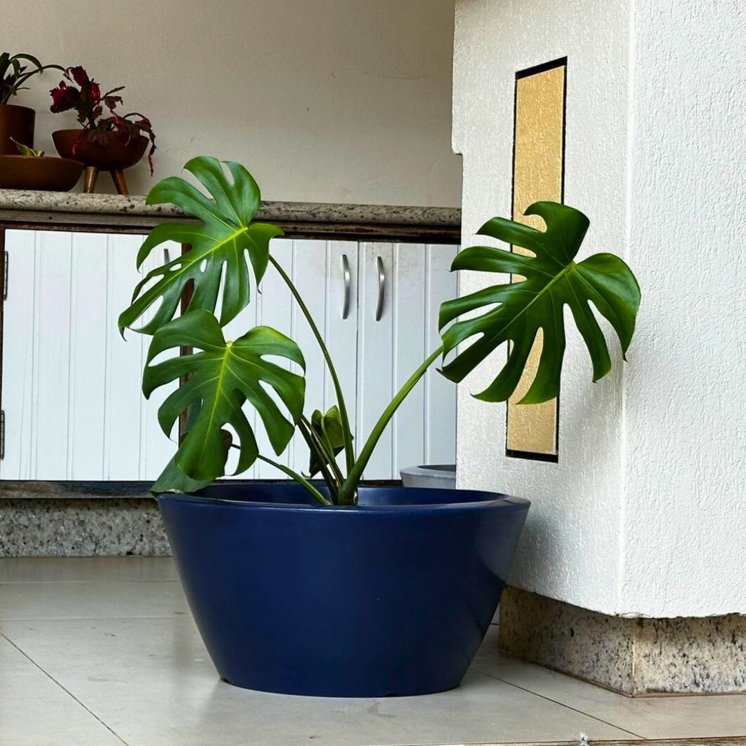 Vaso Bacia Pequim em Polietileno 52cm