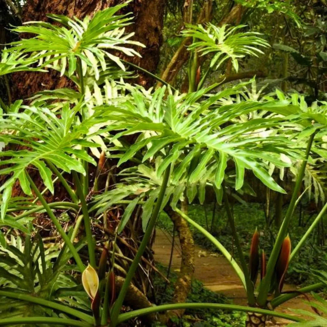 Muda de Guaimbê (Philodendron bipinnatifidum)