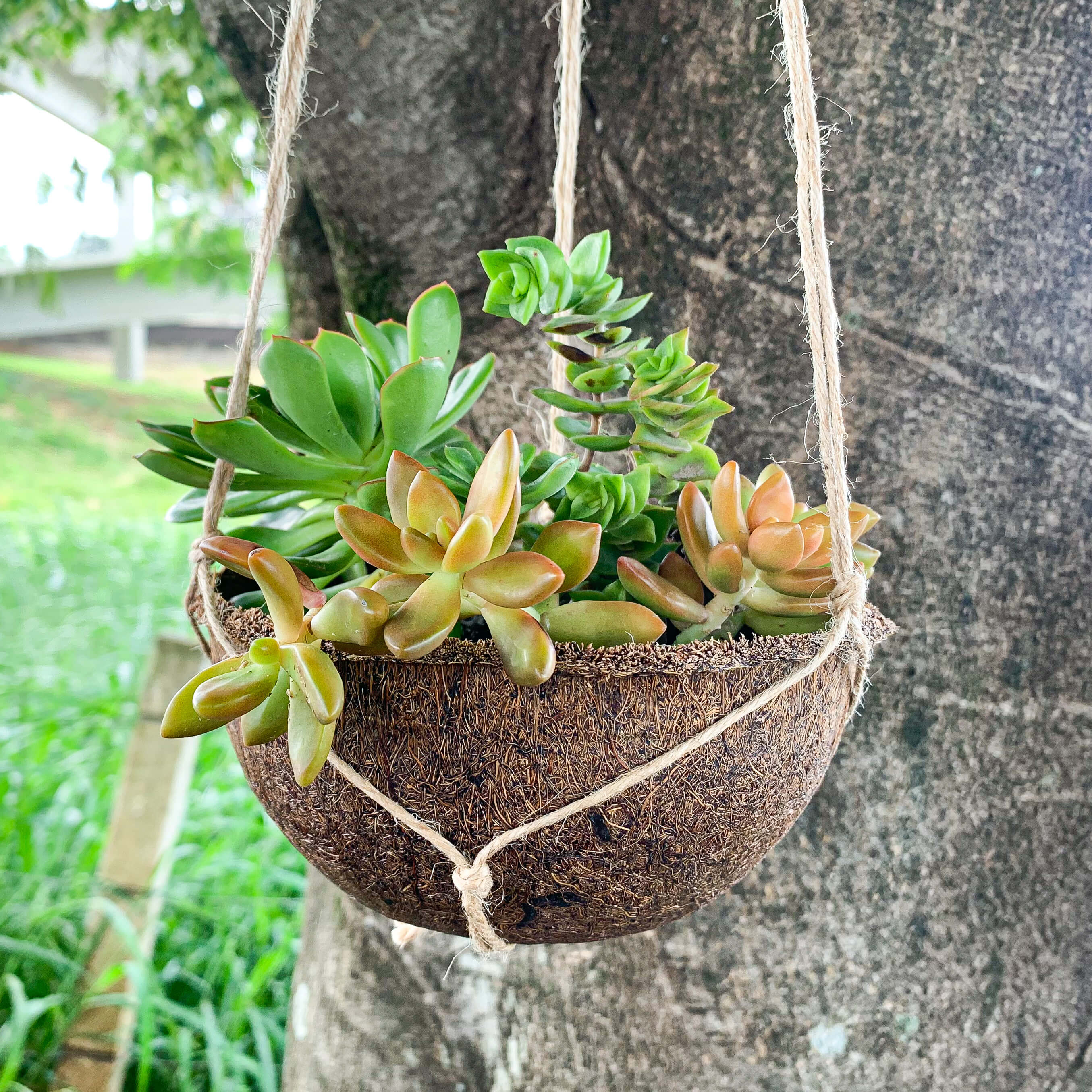 Vaso Suspenso Coquim de Fibra de Coco