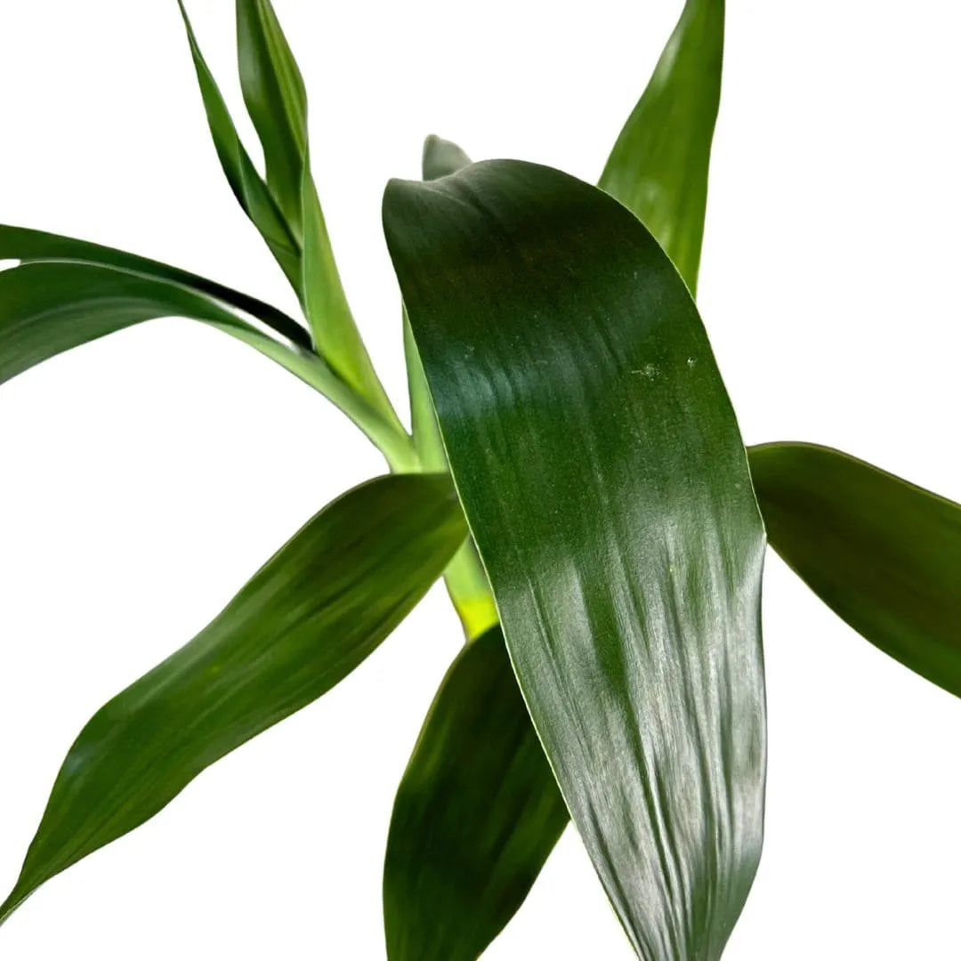 Vaso com Suporte + Muda Bambu da Sorte (Dracaena sanderiana)