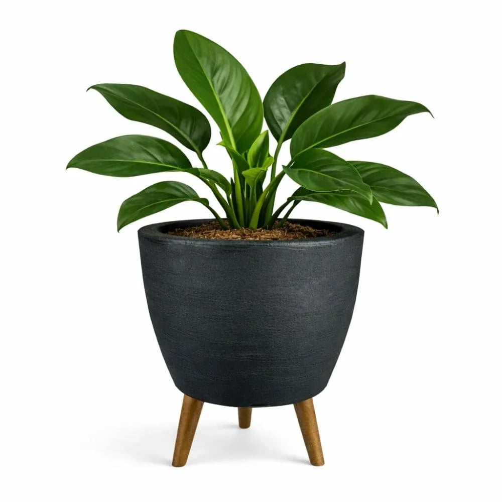 Vaso Linha Berlim com Tripé