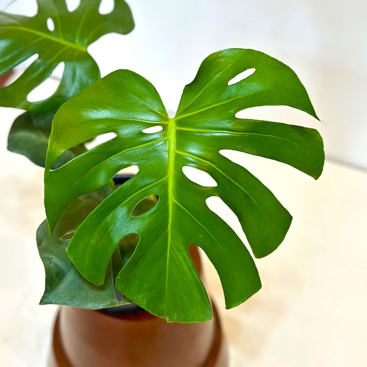 Muda Costela de Adão (Monstera deliciosa)