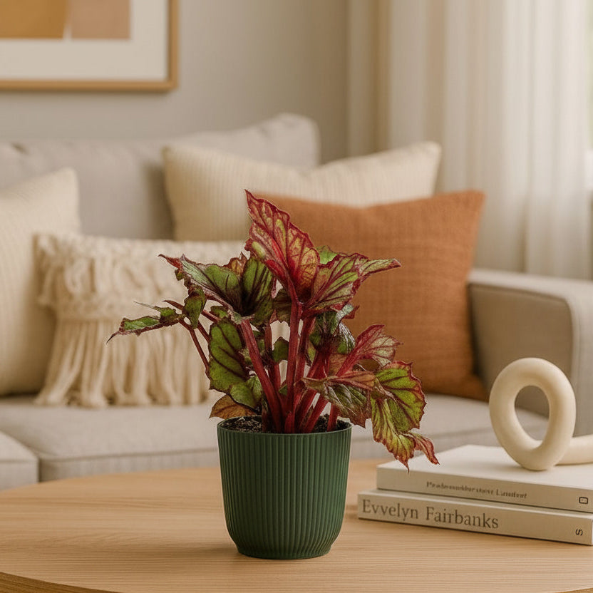 Vaso Cachepot Okla em Polipropileno 10x8cm