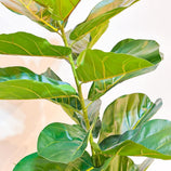 Planta Artificial Ficus Lyrata 1,5m