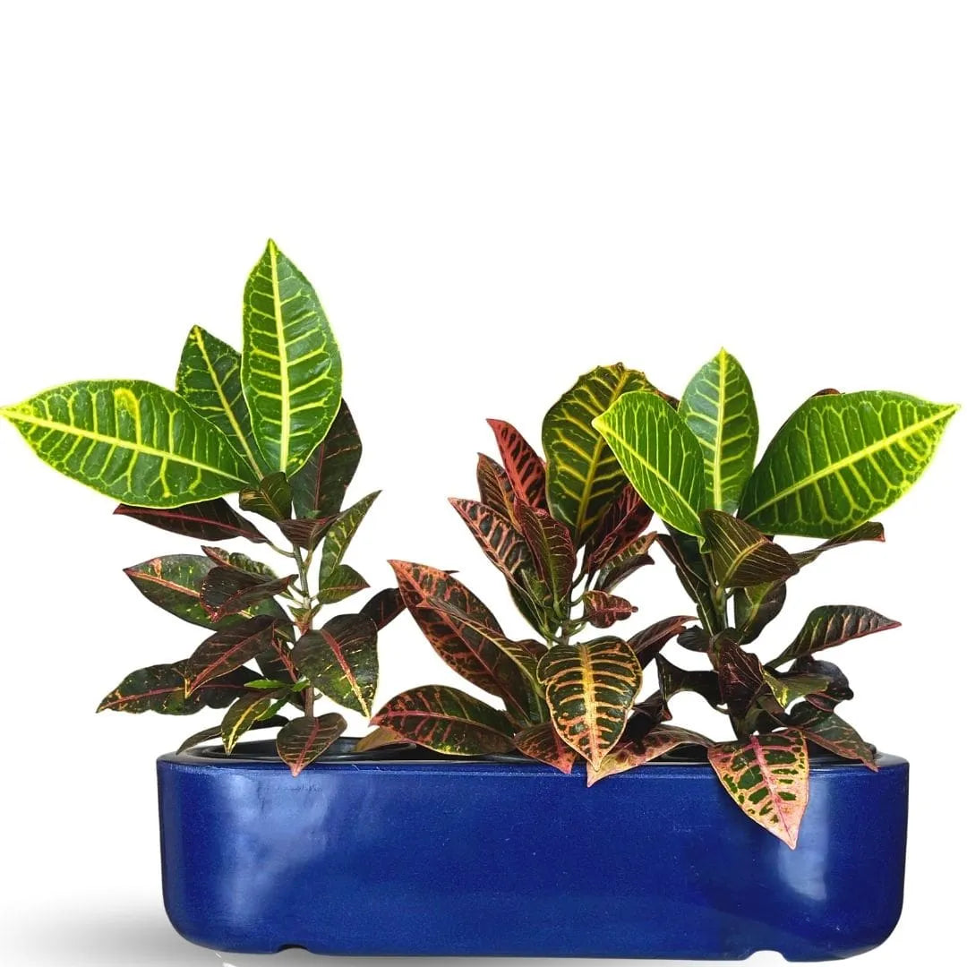 Jardineira Doha em Polietileno 50x17cm
