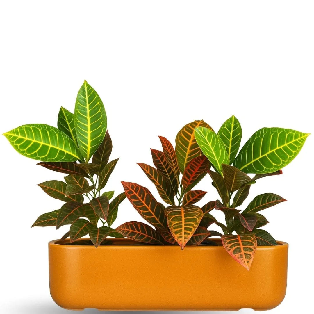 Jardineira Doha em Polietileno 50x17cm